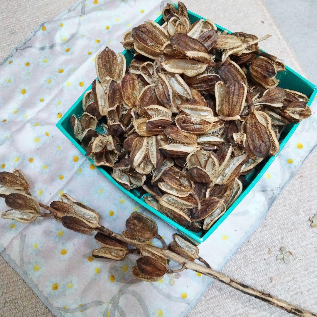 オオウバユリ　2025 収穫　茶色いプリザーブドフラワー花材