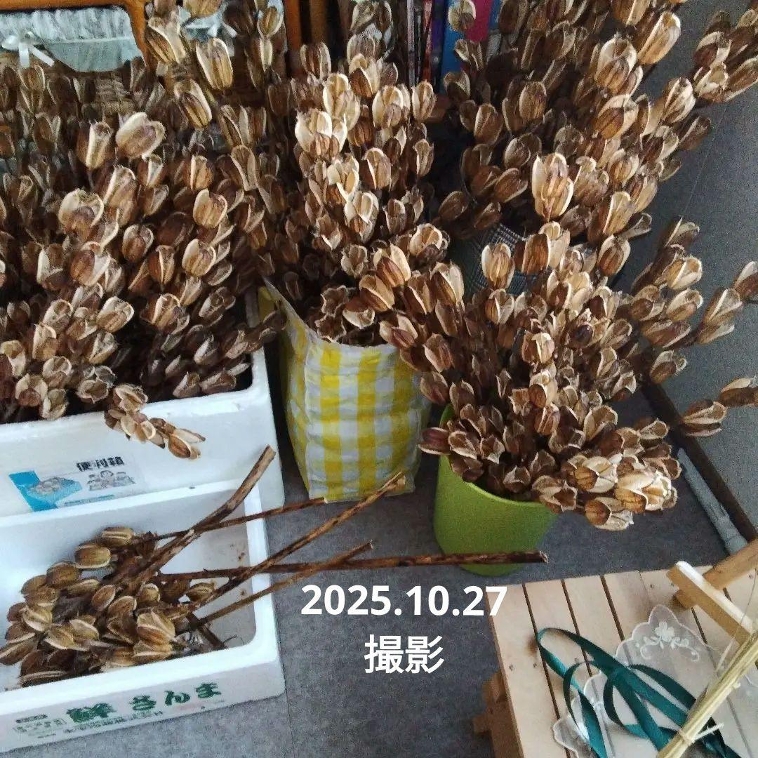 オオウバユリ　2025 収穫　茶色いプリザーブドフラワー花材