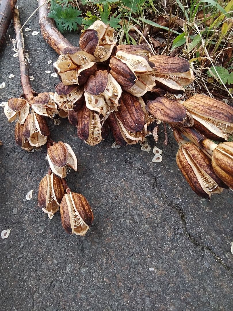 オオウバユリ　2025 収穫　茶色いプリザーブドフラワー花材