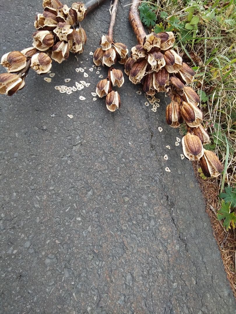 オオウバユリ　2025 収穫　茶色いプリザーブドフラワー花材