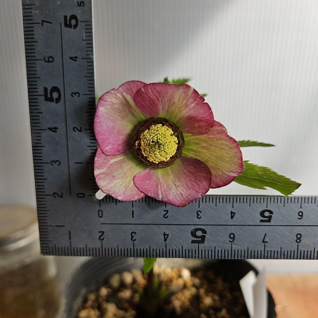 かぁむぅ様ご購入苗㉖-108㉖-133クリスマスローズ