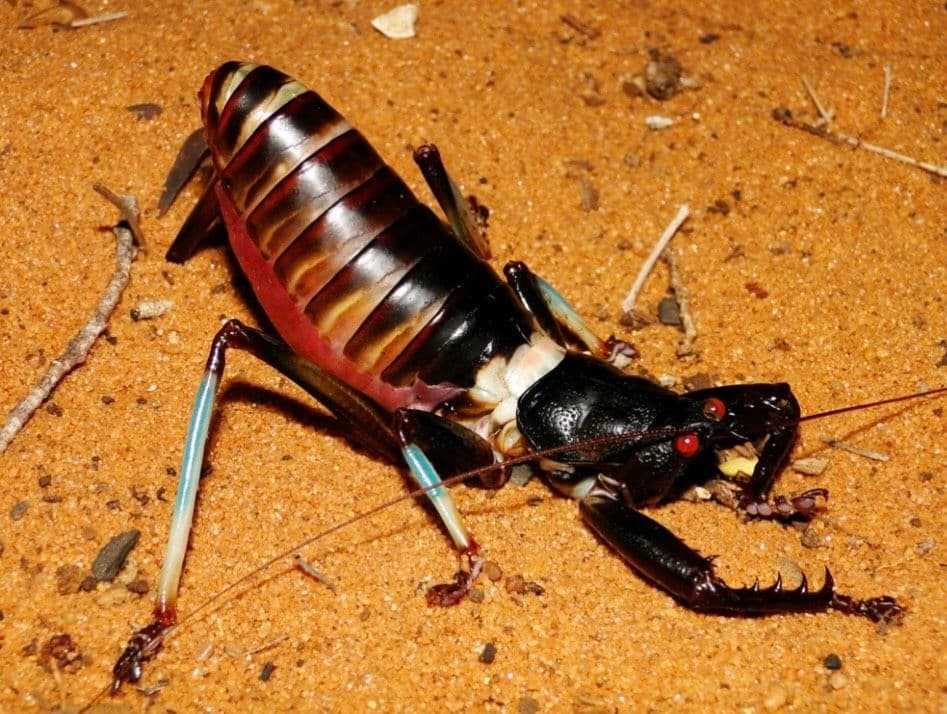 【美脚♂】マッチョキリギリス コロギス リオック　標本