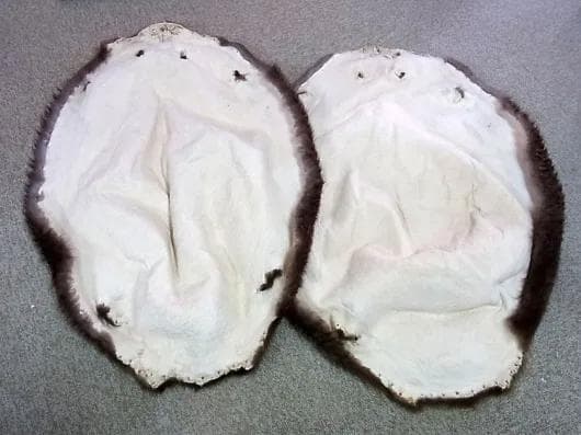 ビーバーの毛皮（Lサイズ）