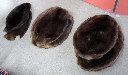 ビーバーの毛皮（Lサイズ）