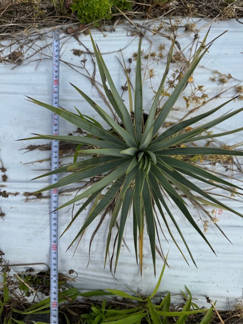 suika　ユッカ ロストラータ　実生株7株　抜き苗発送