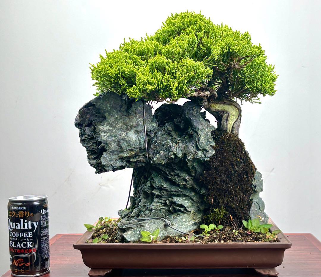石付き真柏盆栽☆