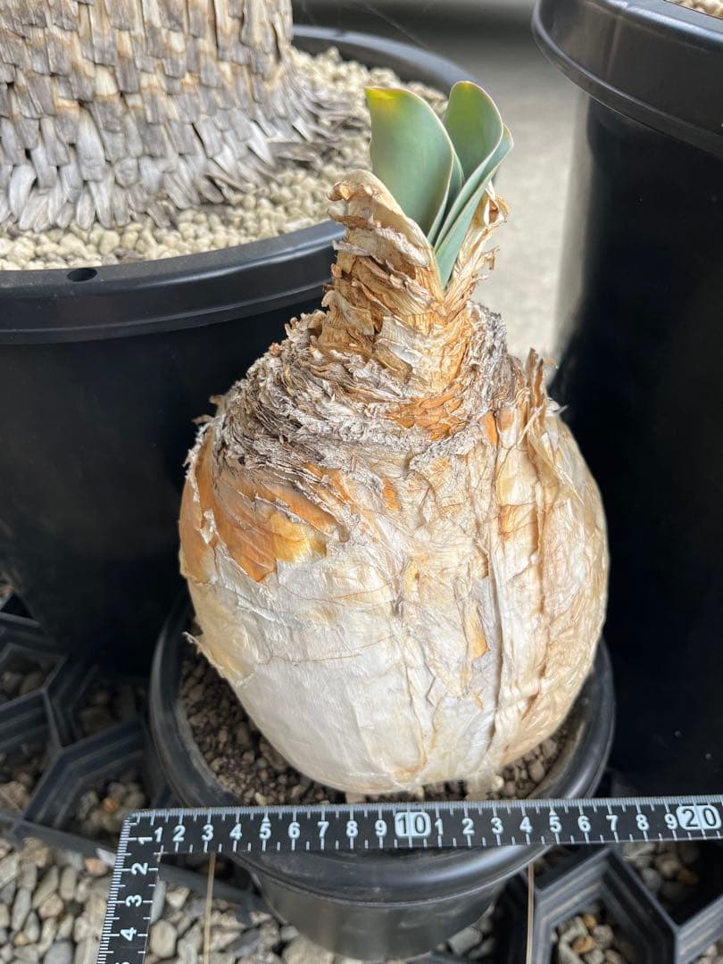 現地株　ブーファン　ハエマンソイデス　鉢ごと発送