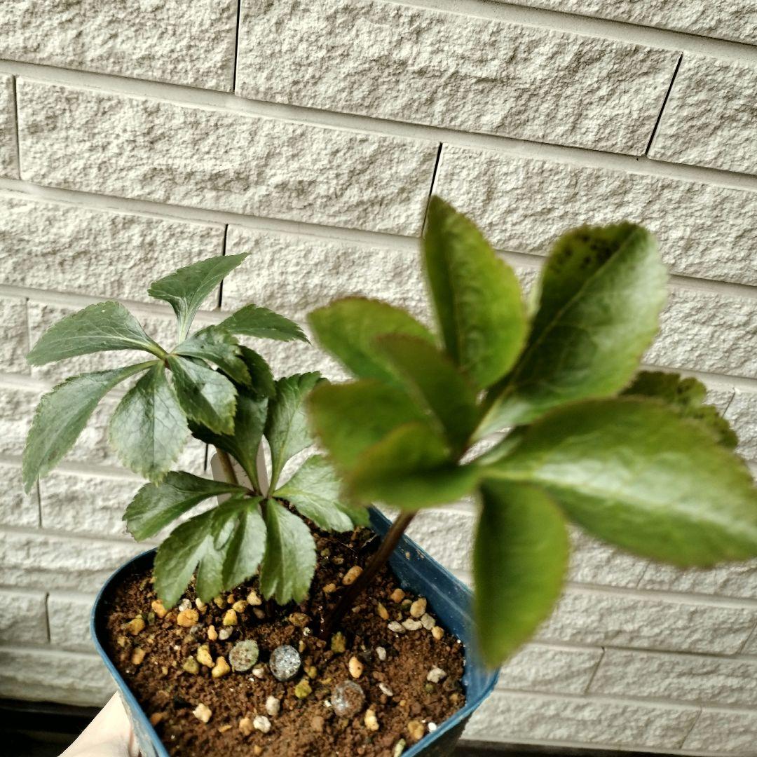 クリスマスローズ　dd〜多弁　ピエラ　3年株　1 苗　鉢　バラ