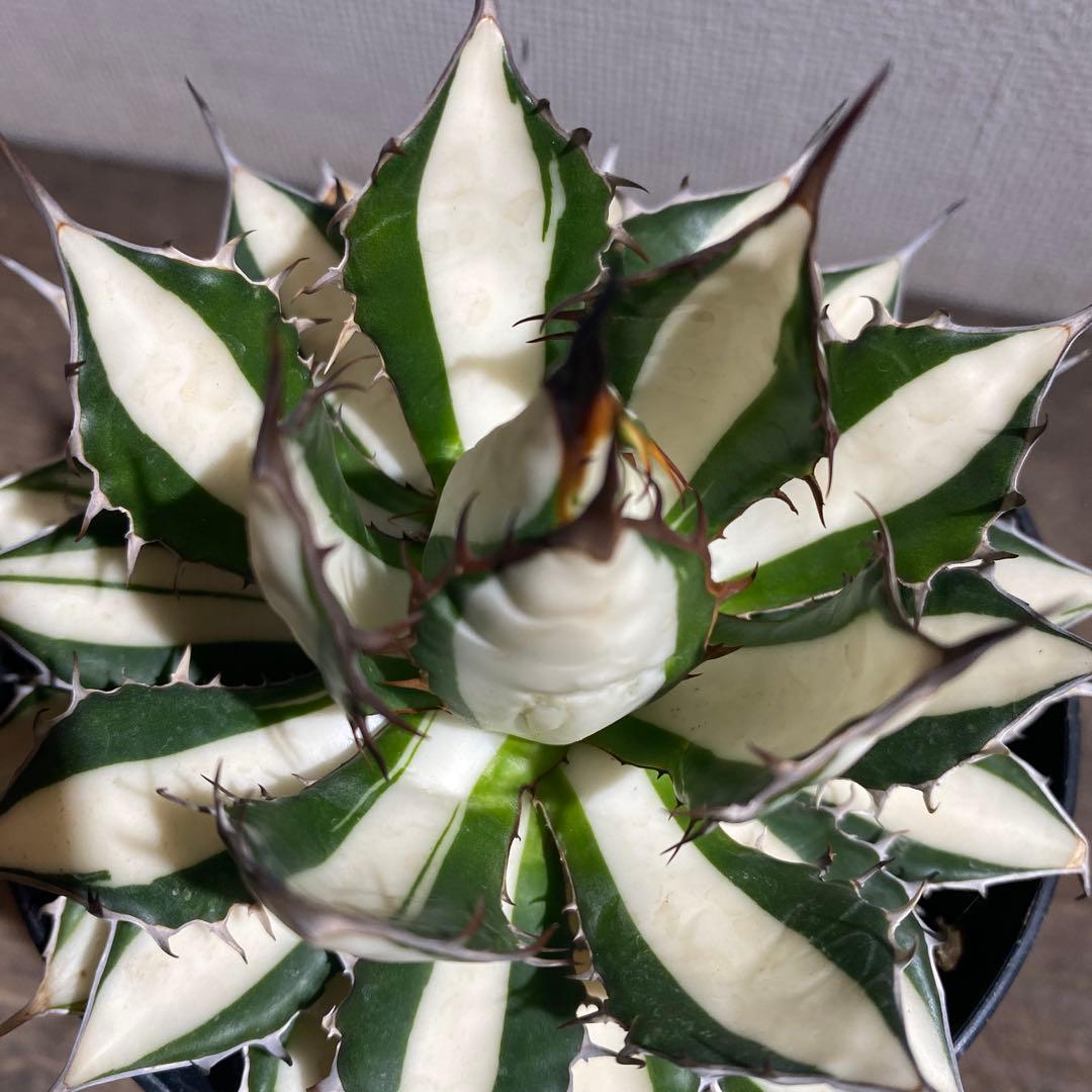 アガベ　ホリダ白中斑入　極上4