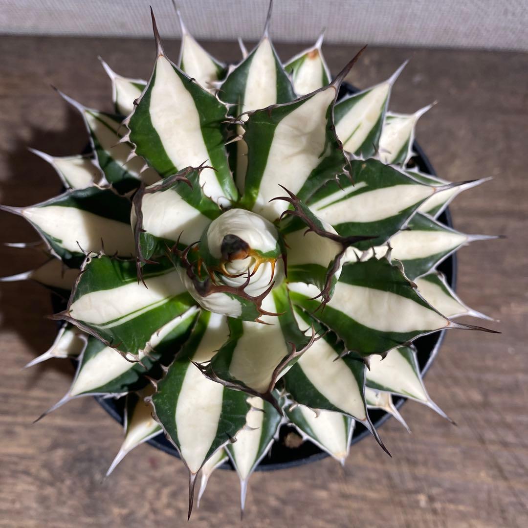 アガベ　ホリダ白中斑入　極上4