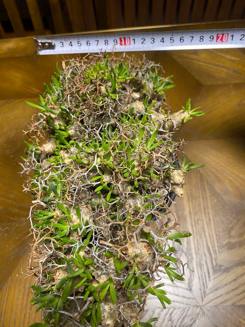 チレコドン　レティキュラーツス　万物想　　現地株・発根済　大型