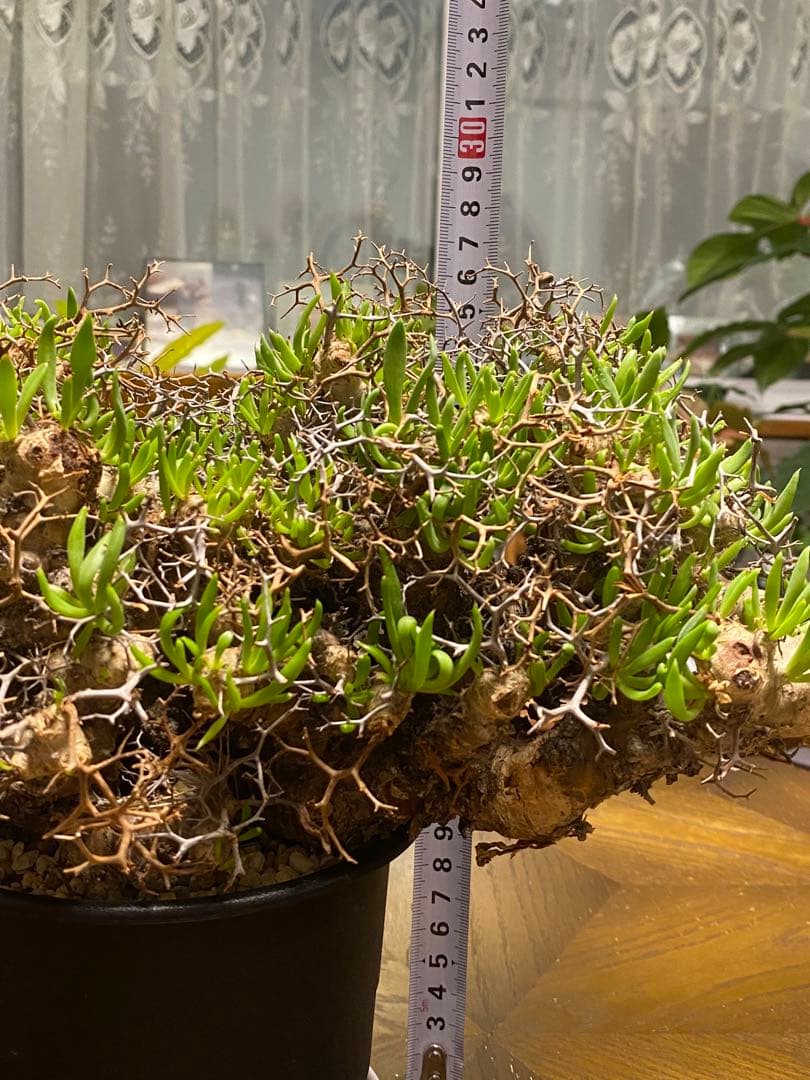 チレコドン　レティキュラーツス　万物想　　現地株・発根済　大型