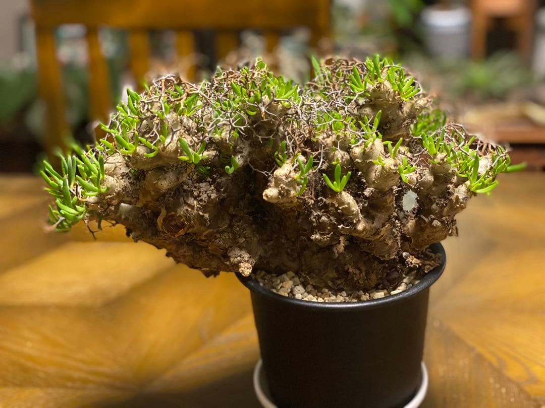 チレコドン　レティキュラーツス　万物想　　現地株・発根済　大型