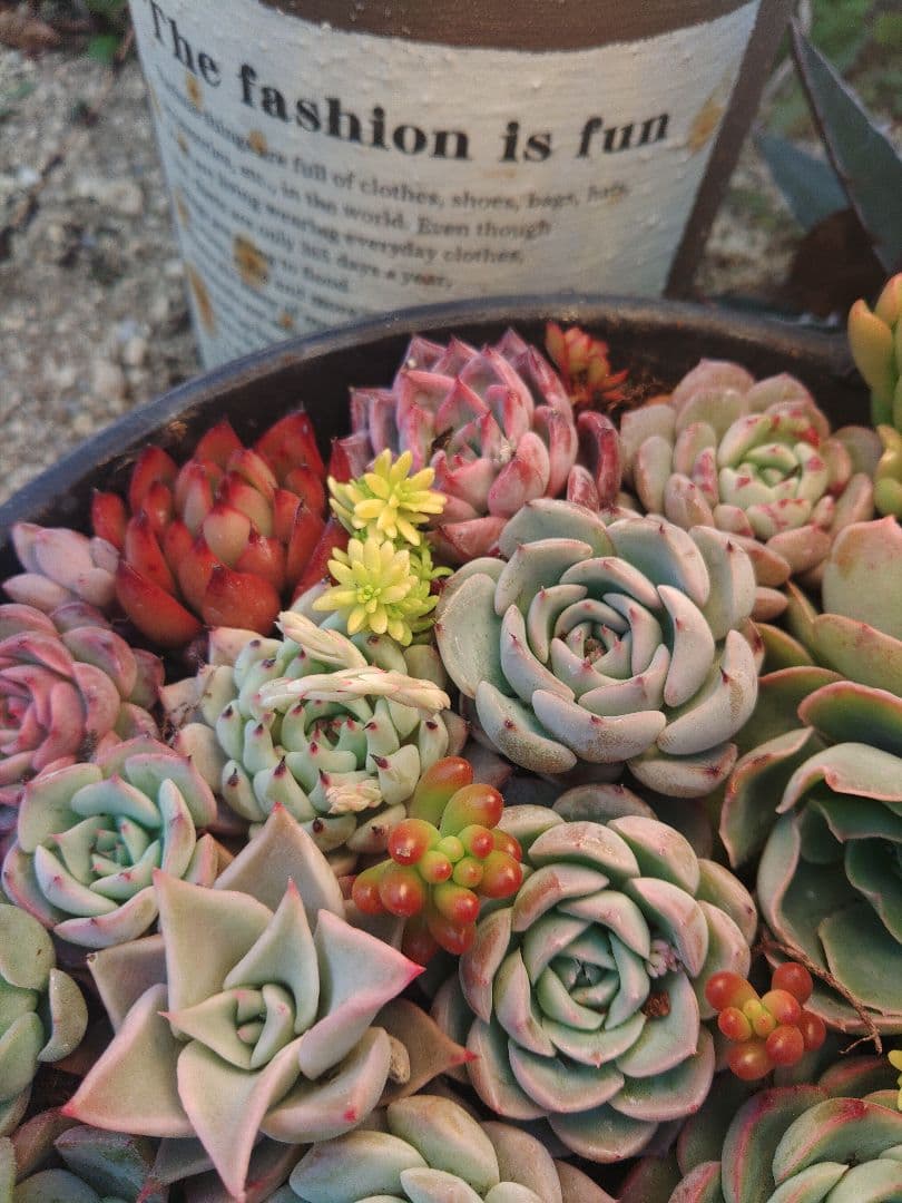 お詫び　確認用