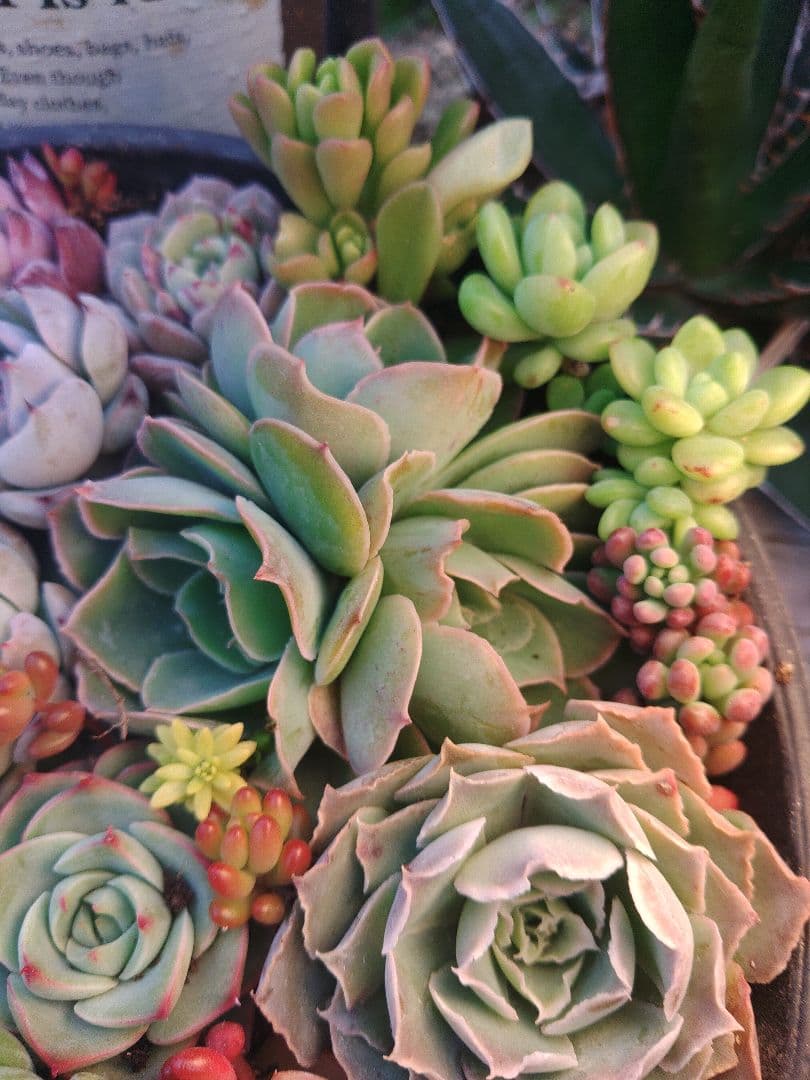 お詫び　確認用