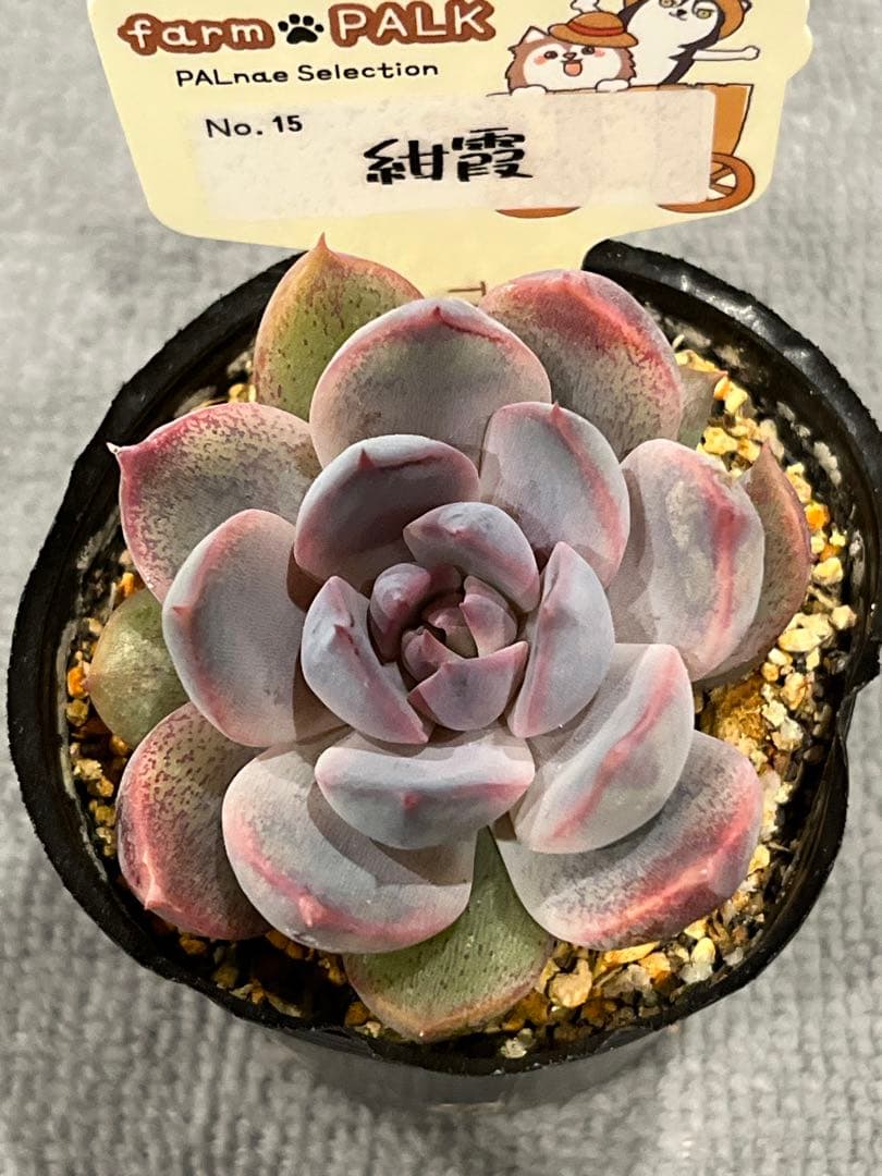 ファームパルクさん紺霞　多肉植物　エケベリア