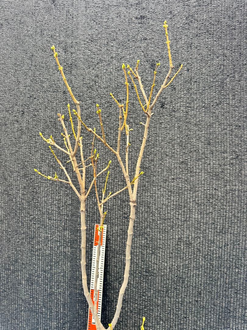 ライラック　白花　【品番3485】