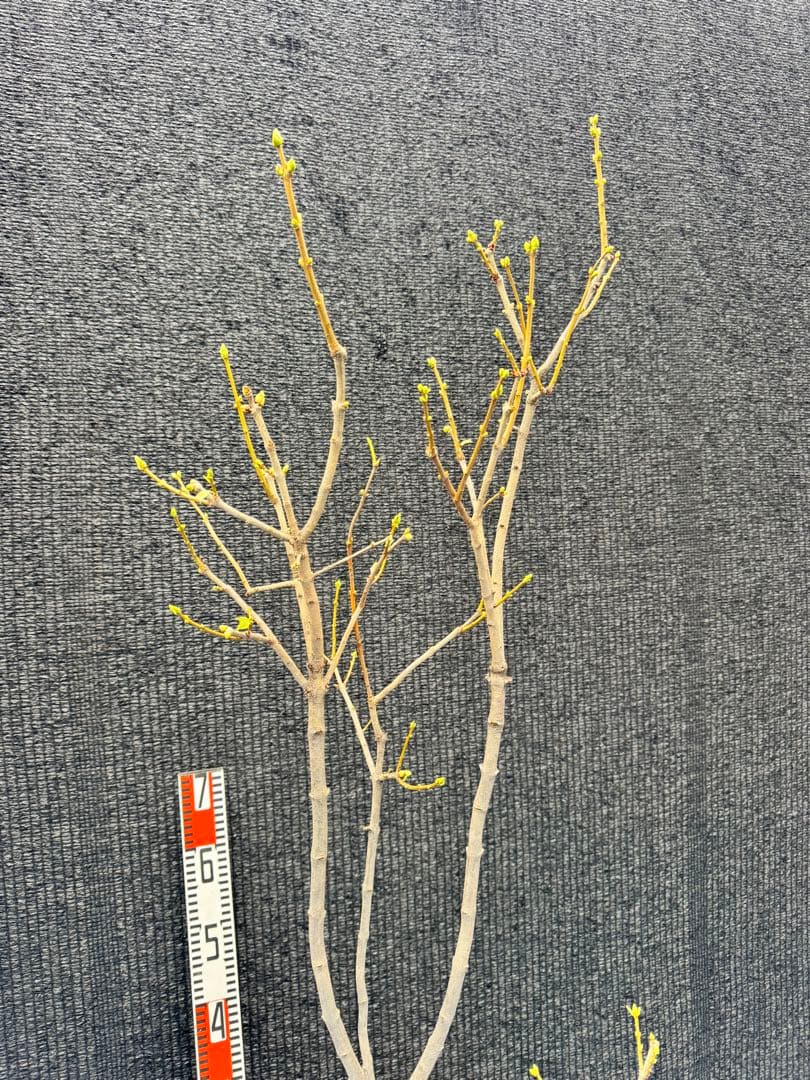 ライラック　白花　【品番3485】