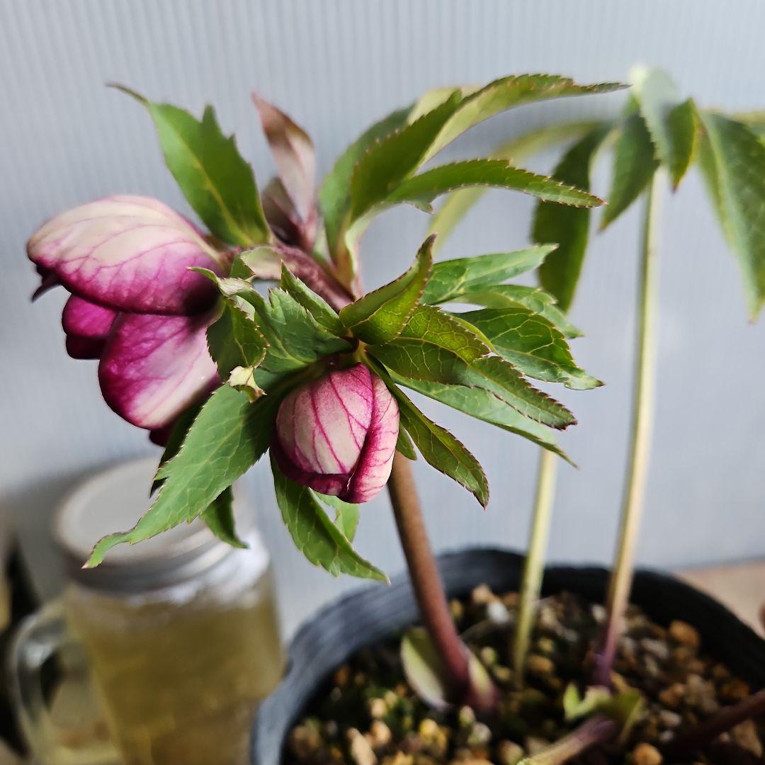 ㉖-508クリスマスローズ