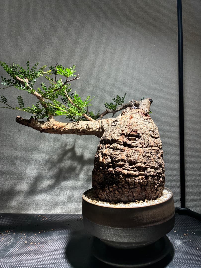 オペルクリカリア・パキプス コレクション株_洋盆栽