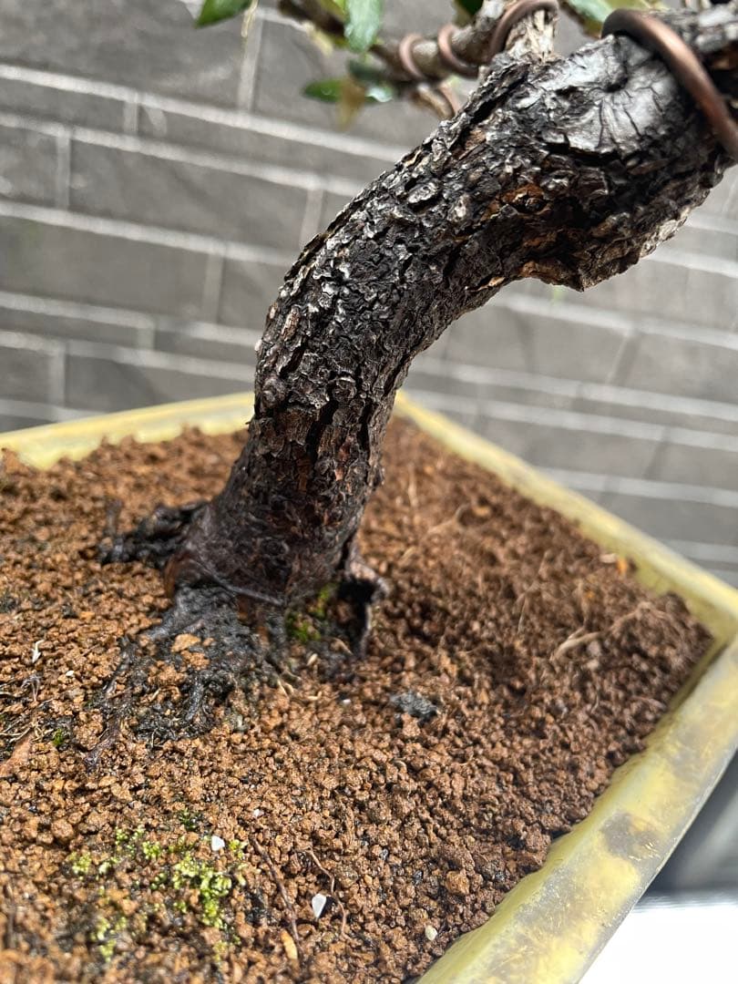 寒グミ小品盆栽右流れ吹流し　楓/紅葉/梅/黒松/五葉松