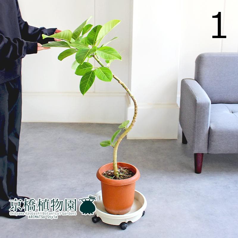 【現品】フィカス・アルテシーマ　7号　曲がり　茶鉢（1）