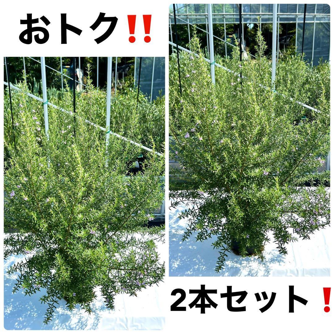 【2本セット‼️】ウエストリンギア ウェストリンギア オーストラリアローズマリー