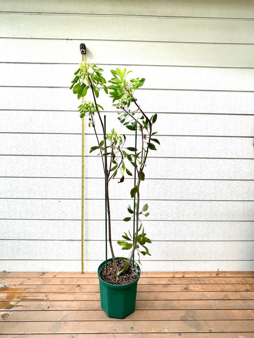 プロテア　キングホワイト　オージープランツ　希少品種