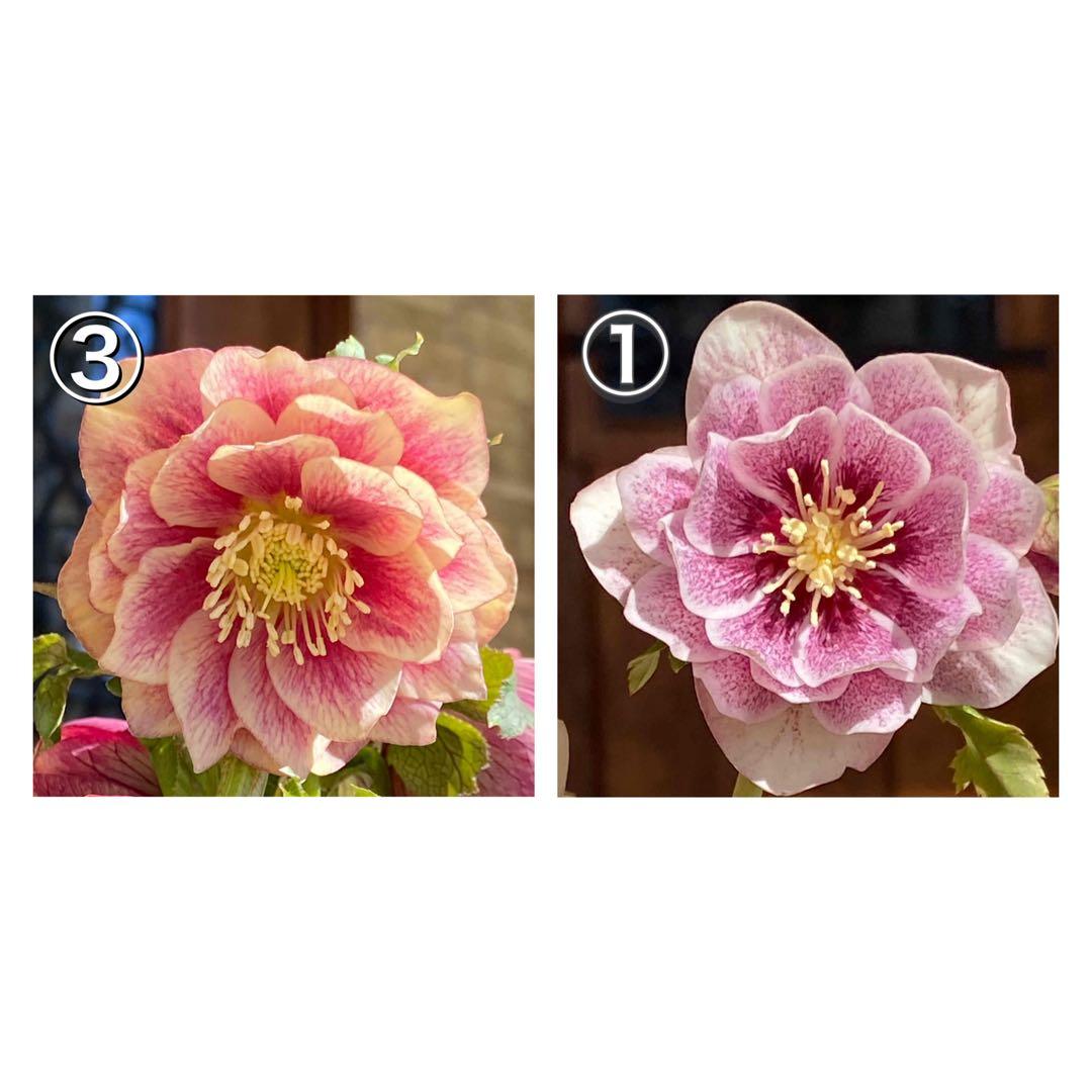 ソレイユ×プリマヴェーラゴールド★クリスマスローズ交配苗★開花年数株★オーレア