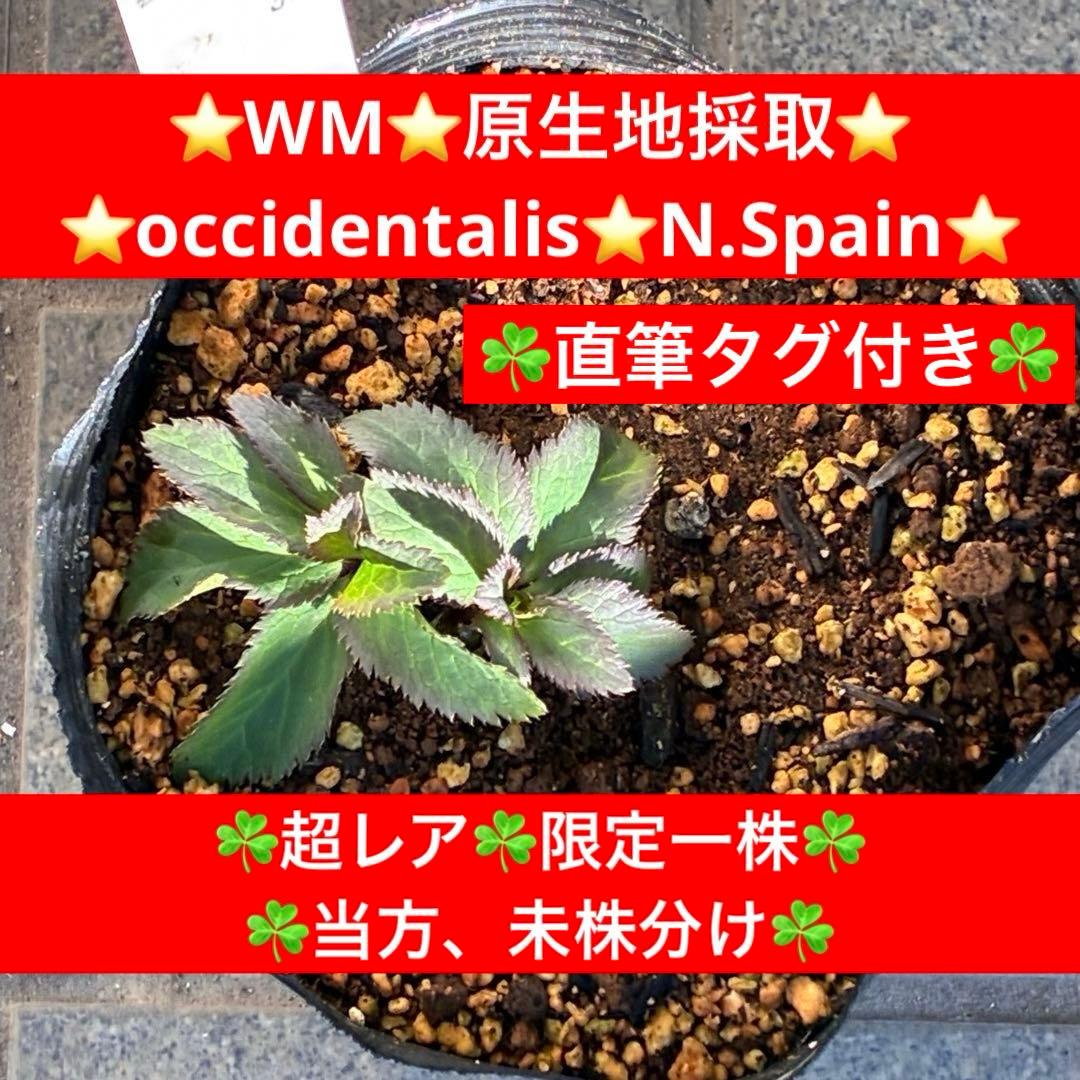 ま*ち様 ☘️限定一株☘️直筆タグ付き☘️3386⭐️WM原生地採取⭐️occi