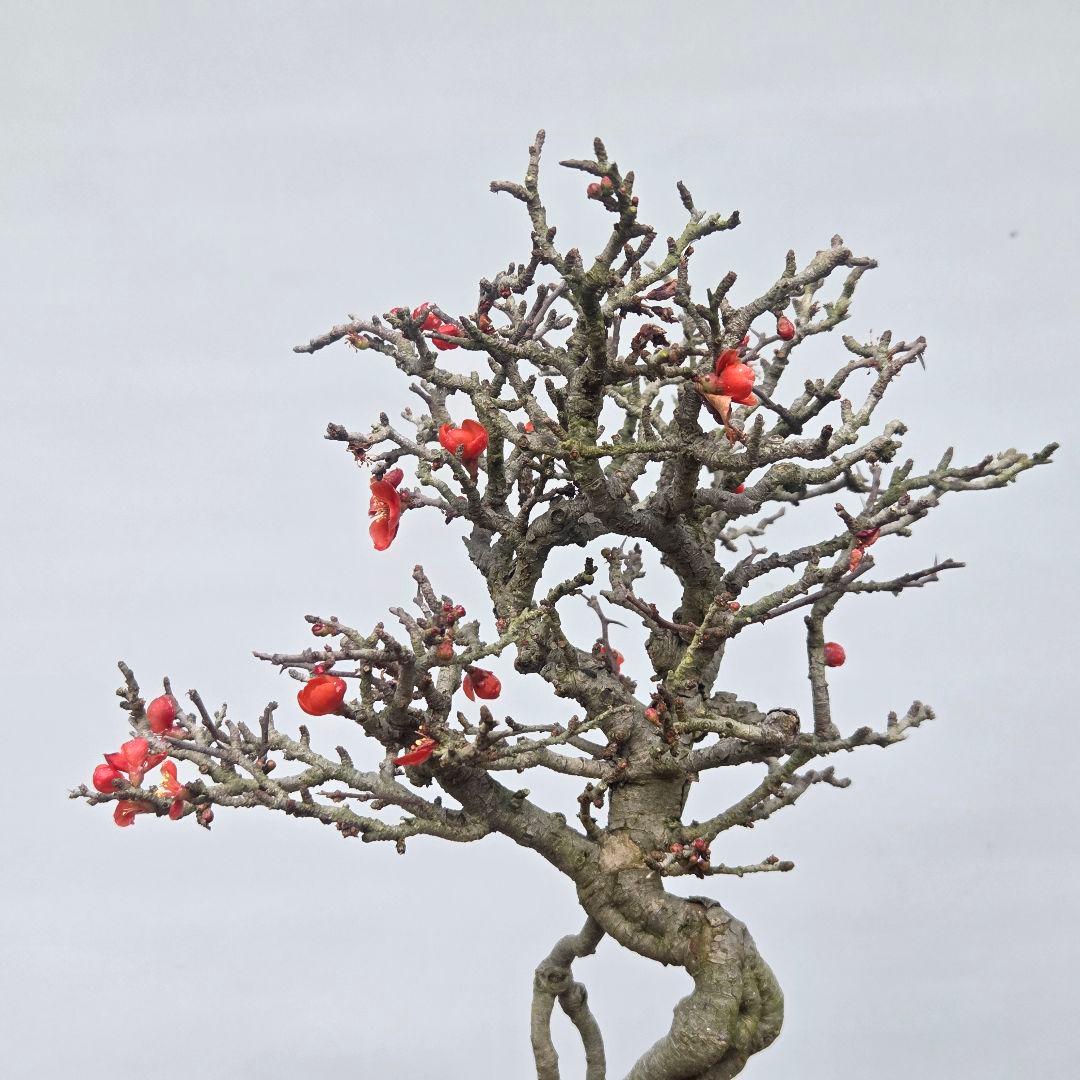 長寿梅　[根上がり赤花]　貴風盆栽