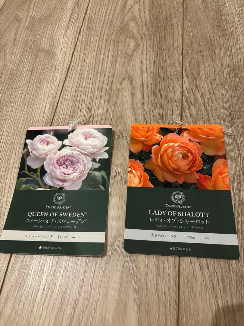 イングリッシュローズ クイーンオブスウェーデン & レディオブシャーロット 大苗