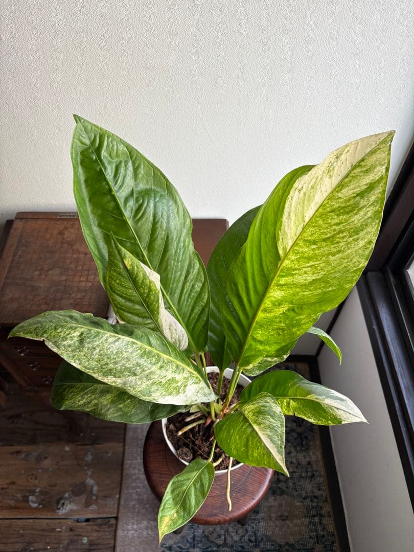 特大 アンスリウム フーケリー 斑入り 5号