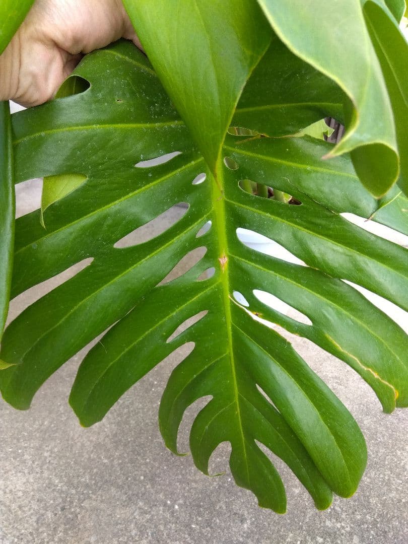 モンステラ　デリシオーサ　8号鉢つき　深穴開き❗2株植え❗　や