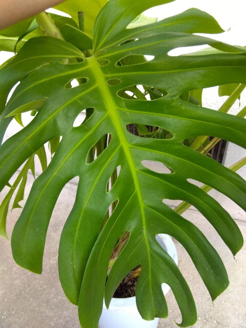 モンステラ　デリシオーサ　8号鉢つき　深穴開き❗2株植え❗　や