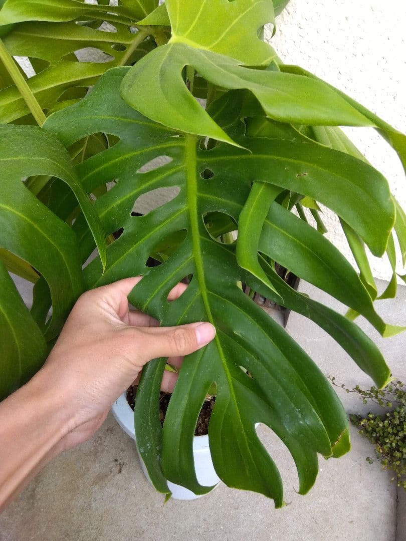 モンステラ　デリシオーサ　8号鉢つき　深穴開き❗2株植え❗　や