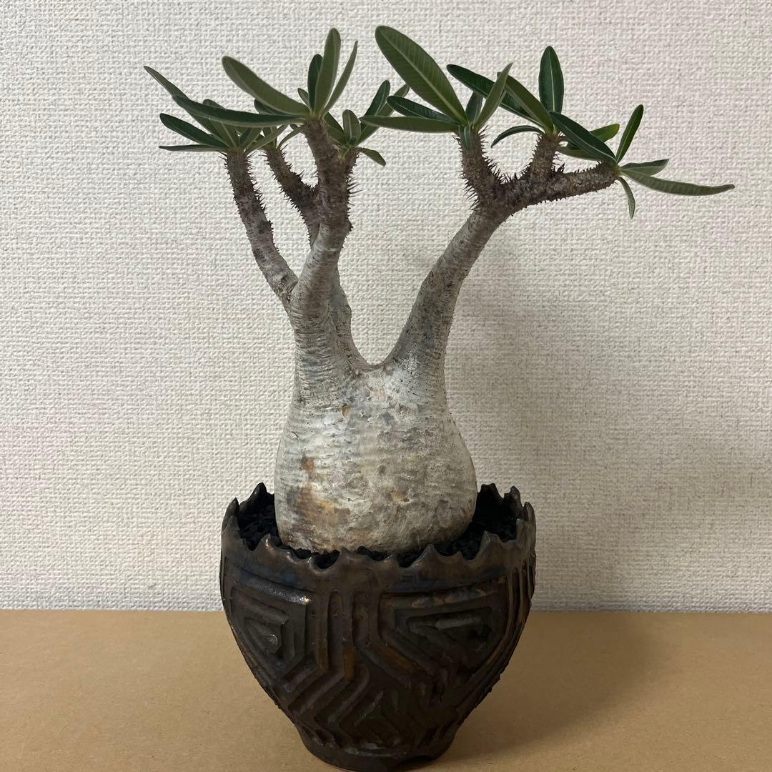 グラキリス現地球　根本峻吾鉢付き