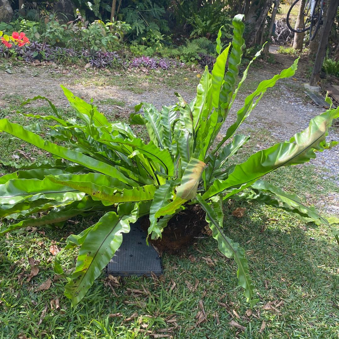 オオタニワタリ、大谷渡り