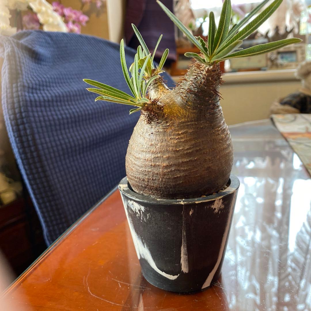 グラキリス訳あり現地球