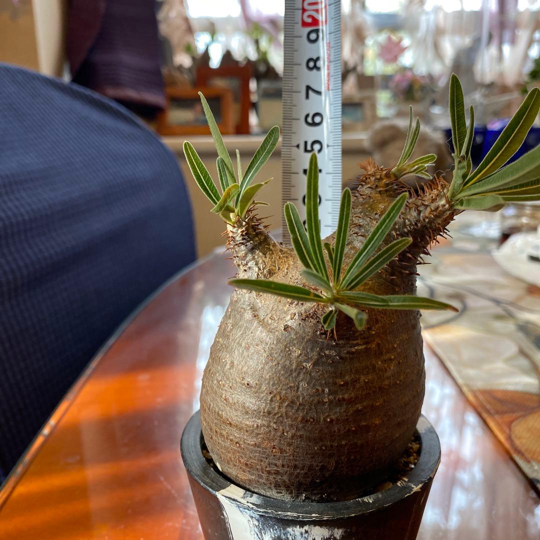 グラキリス訳あり現地球