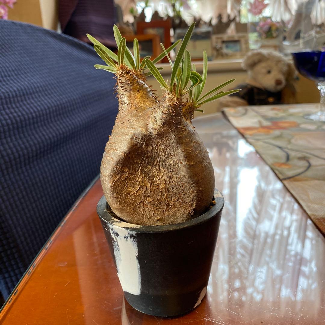 グラキリス訳あり現地球