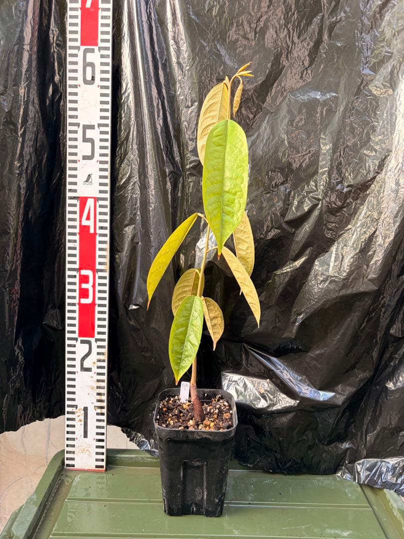 ドリアンレア品種苗 Durio macrantha Dwarf Type DD1