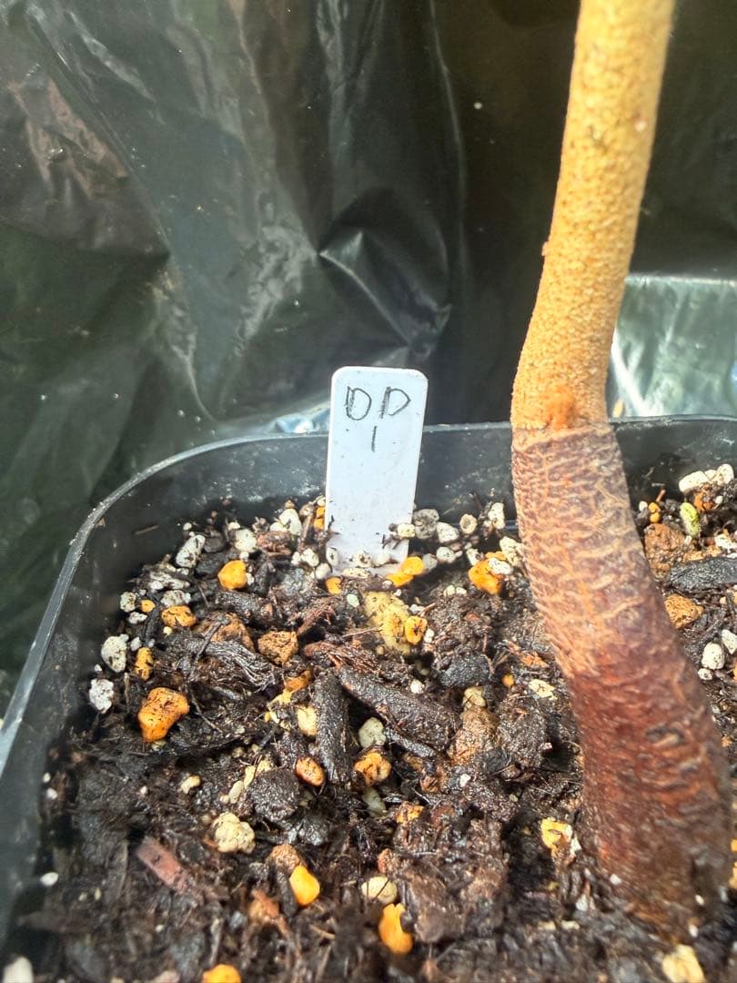 ドリアンレア品種苗 Durio macrantha Dwarf Type DD1