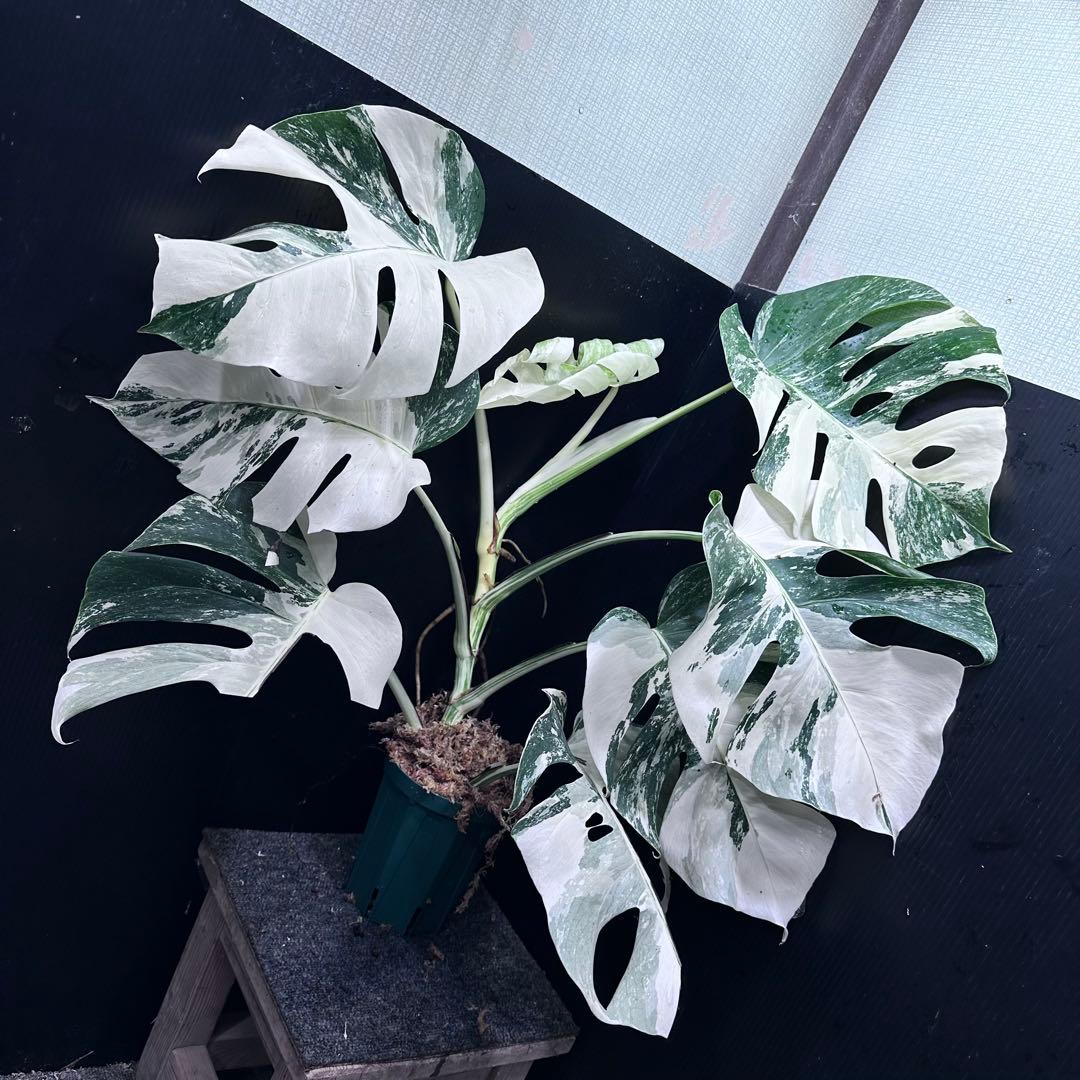 ら*ん様 斑入りモンステラ ホワイトタイガー極美大株61cm白斑多レア
