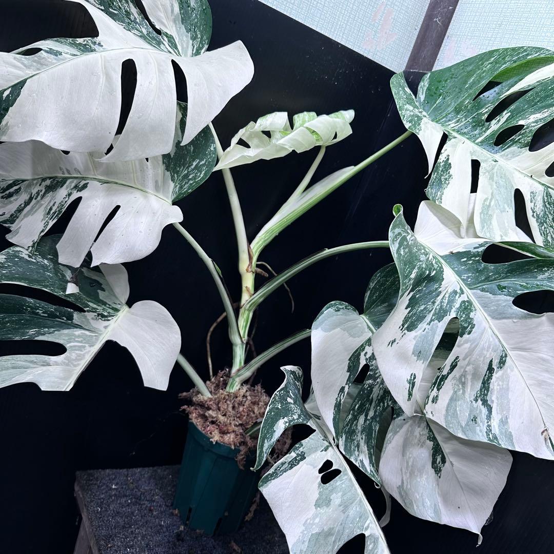 ら*ん様 斑入りモンステラ ホワイトタイガー極美大株61cm白斑多レア