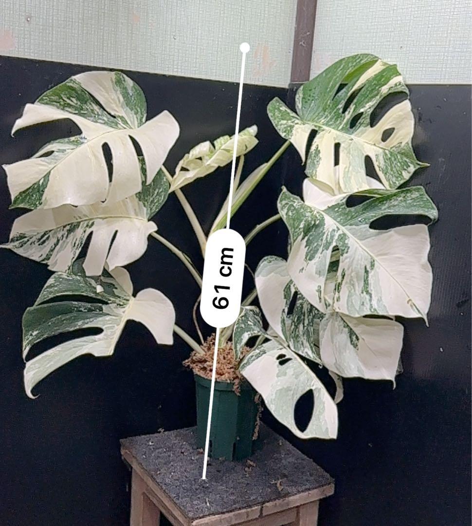 ら*ん様 斑入りモンステラ ホワイトタイガー極美大株61cm白斑多レア
