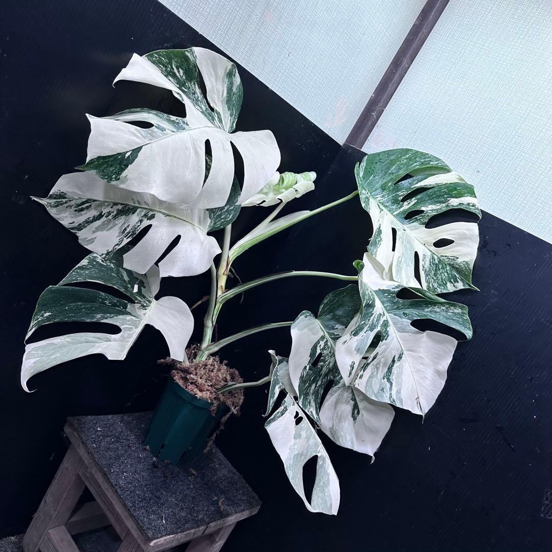 ら*ん様 斑入りモンステラ ホワイトタイガー極美大株61cm白斑多レア
