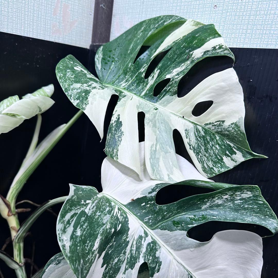 ら*ん様 斑入りモンステラ ホワイトタイガー極美大株61cm白斑多レア