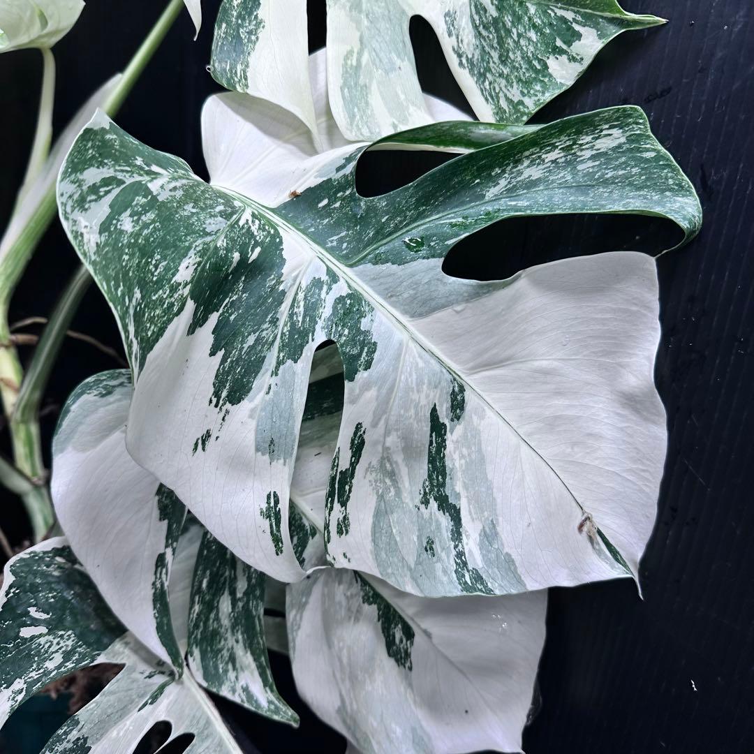 ら*ん様 斑入りモンステラ ホワイトタイガー極美大株61cm白斑多レア