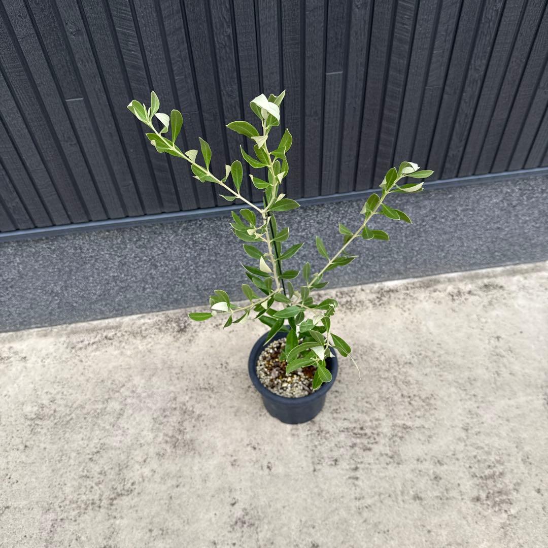 【極上品】カラマタ　オリーブの木　希少　オリーブ